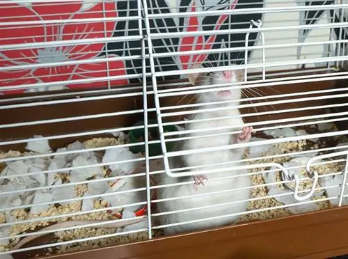 9 mejores jaulas para ratas para mascotas en 2023 – Reseñas & Las mejores selecciones