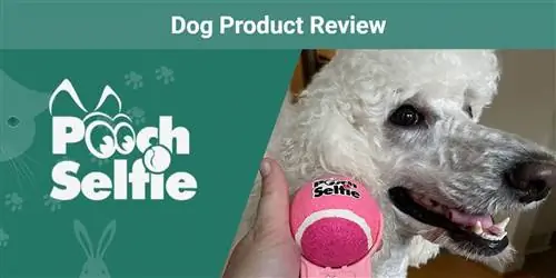 Revisió de productes per a gossos selfie de gos 2023: l'opinió del nostre expert