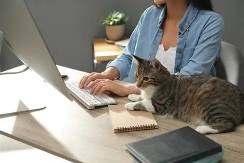 כמה מהאינטרנט הוא חתולים? עובדות תנועה & אתרים מובילים