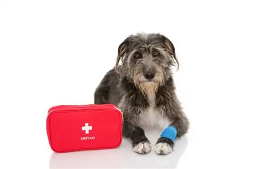Kaip išvalyti šuns žaizdą: 10 veterinaro patvirtintų patarimų