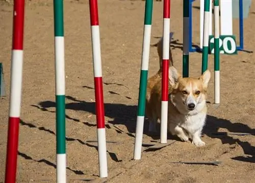 10 mejores postes de tejido para entrenamiento de perros en 2023 – Reseñas & Mejores selecciones