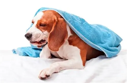 Helmimi nga nikotina te qentë: Veterineri ynë shpjegon shenjat, shkaqet, & Trajtimi