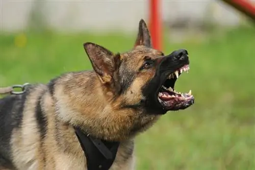 Beskyttende aggression hos hunde: Eksperttips til at genkende & Stop-adfærd