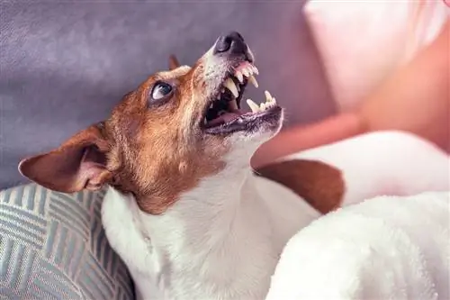 Posesivna agresija kod pasa: Kako spriječiti & Prestanite