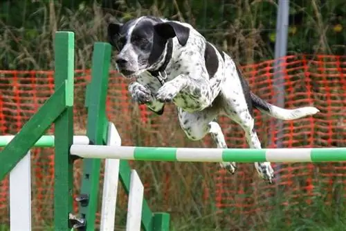 Jak wyszkolić psa w agility: 11 kroków