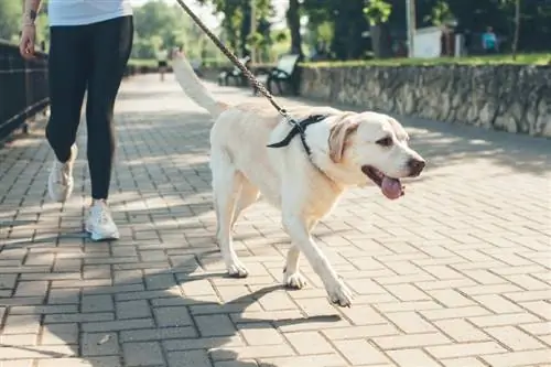 Cách huấn luyện chó bằng dây xích: 5 mẹo đơn giản & Thủ thuật