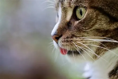Waarom steek katte hul tonge uit? 4 redes vir hierdie gedrag