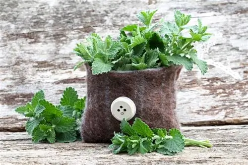 Lịch sử của Catnip: Nguồn gốc & Lời khuyên để đưa nó vào ô tô của bạn