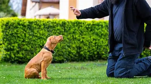 Hoe om jou hond te leer sit: 7 maklike stappe wat werk