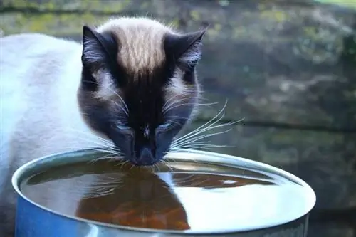 Kas siiami kassidele meeldib vesi? Loomaarsti poolt heaks kiidetud faktid & KKK