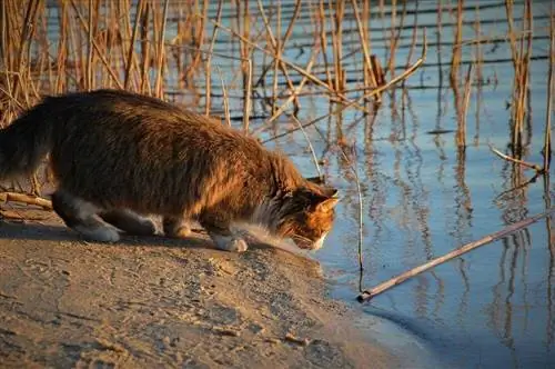 Kodėl katės nekenčia vandens? Priežastys & Priežiūros patarimai