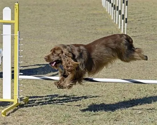 8 soorten gespecialiseerde hondentraining: feiten & afbeeldingen