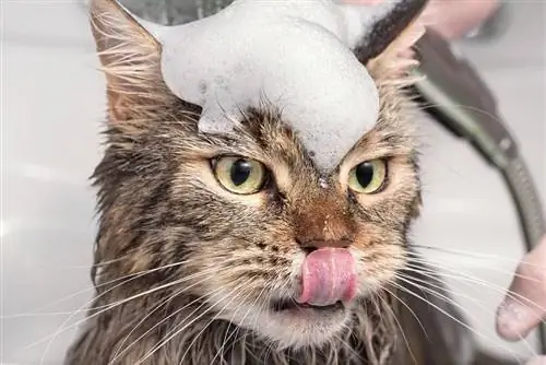 10 najlepszych szamponów przeciw pchłom dla kotów w 2023 r. - recenzje & najczęściej wybierane