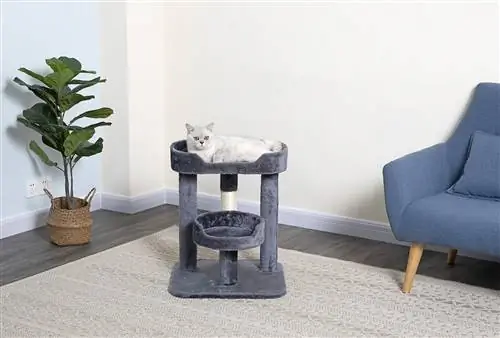 10 بهترین درخت گربه برای آپارتمان های کوچک در سال 2023 – نظرات & انتخاب برتر