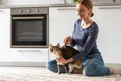 8 geriausi 2023 m. katėms skirti alinimo įrankiai – atsiliepimai & geriausi pasirinkimai