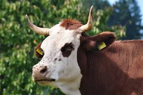 9 африканских пород крупного рогатого скота: обзор