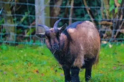 5 najboljih ograda za koze & za ovce u 2023. – Recenzije & Najbolji izbor