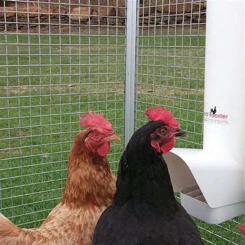 8 mejores comederos para pollos para evitar desperdicios en 2023 – Reseñas & Mejores selecciones