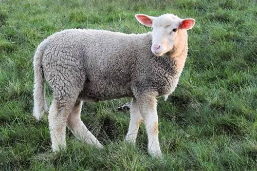 3 meilleurs vermifuges pour moutons en 2023 – Avis &