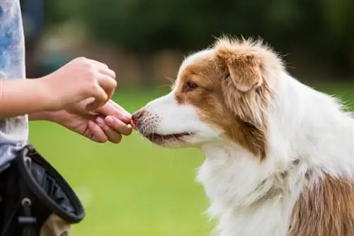 8 najboljših pasjih priboljškov pri PetSmartu v letu 2023 – ocene & Najboljši izbori