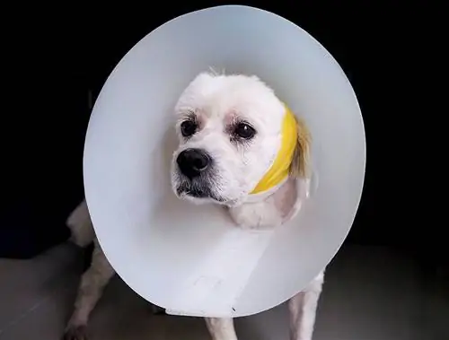 10 Pinakamahusay na Dog Cone sa 2023 – Mga Review & Mga Nangungunang Pinili