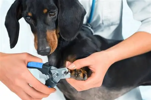 10 nejlepších nůžek na nehty pro psy s černými nehty v roce 2023 – recenze & nejlepších