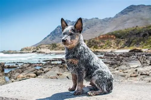 9 Melhores Alimentos para Cães para Blue Heelers em 2023 – Avaliações & Principais Escolhas