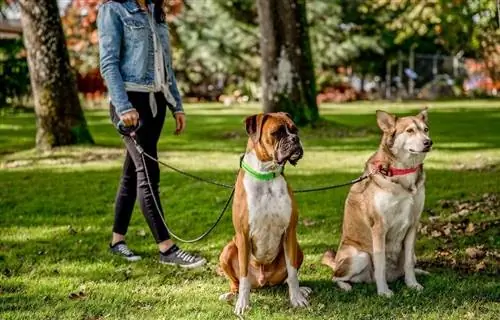 10 Kalung Anjing Terbaik untuk Anjing Besar di tahun 2023 – Ulasan & Pilihan Teratas