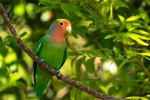 9 tekenen dat je agapornis je leuk vindt (met foto's)