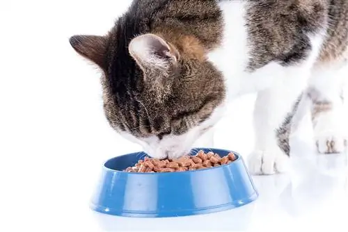 Ar katės mažiau išmato šlapią maistą? Virškinimo faktai