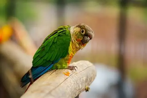 Hoe om die ouderdom van 'n conure te vertel: die 5 eenvoudige maniere