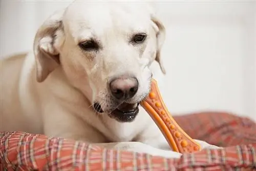 10 mejores juguetes para limpiar los dientes de perros en 2023 – Reseñas & Mejores selecciones