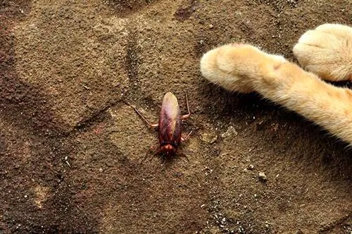 Vor ține pisicile gândacii departe? Fapte & Întrebări frecvente