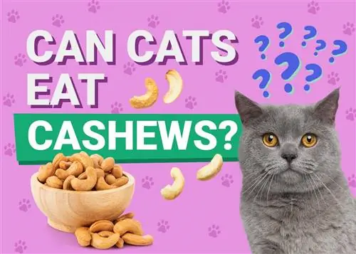 Vai kaķi var ēst Indijas riekstus? Svarīgi uztura fakti