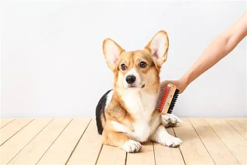 10 بهترین برس برای Corgis در سال 2023 – نظرات & انتخاب برتر