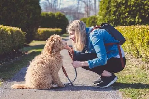 7 Los mejores servicios de cartas para animales de apoyo emocional en 2023 – Reseñas & Las mejores selecciones