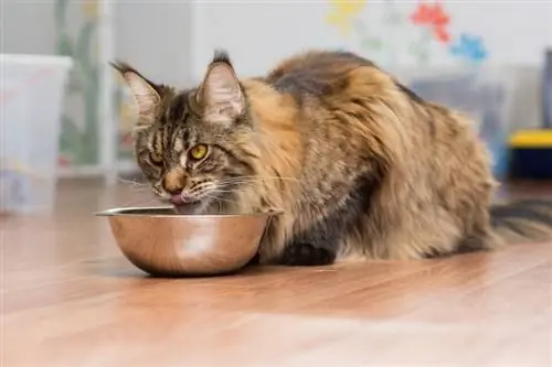 10 mejores alimentos para gatos sin cereales en el Reino Unido en 2023 – Reseñas & Las mejores selecciones