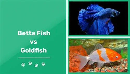 Peixe Betta vs Peixe Dourado: Principais Diferenças (Com Imagens)
