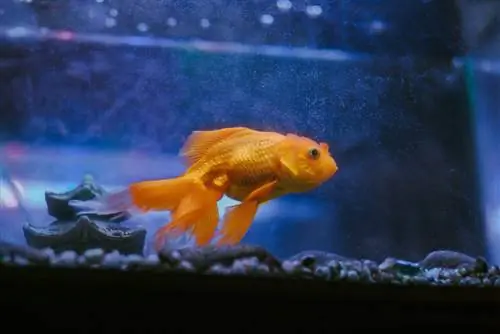 6 Beste Goudvis-boeke wat elke Aquarist in 2023 moet lees - Resensies & Topkeuses