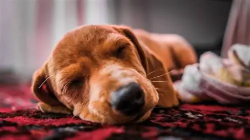 क्या कुत्तों को बुरे सपने आते हैं? तथ्य & क्या करें