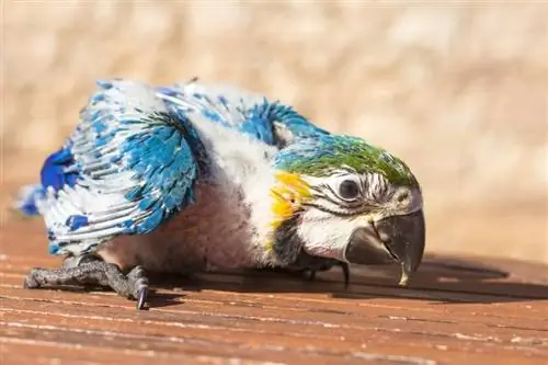 Yavru Amerika Papağanlarına Nasıl Bakılır: Kuşlarla İlgili Gerçekler & SSS (Resimlerle)