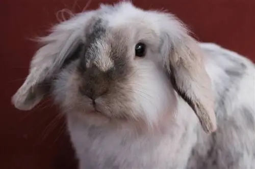 Gümüş Tavşan: Irk Bilgisi, Resimler, Bakım, Çeşitler & Devamı