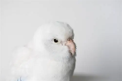 American White Parrotlet: Pinagmulan, Katotohanan, Mga Larawan & Higit pa