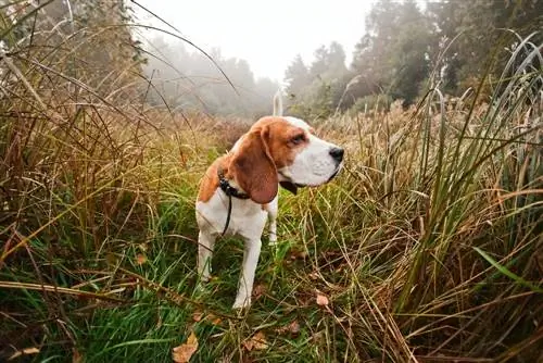 10 Hunting Dog Breed na Hindi Nalalagas (May mga Larawan)