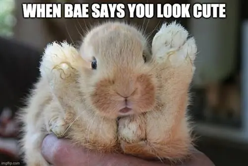 10 vtipných králičích memů, které vás zaručeně rozesmějí