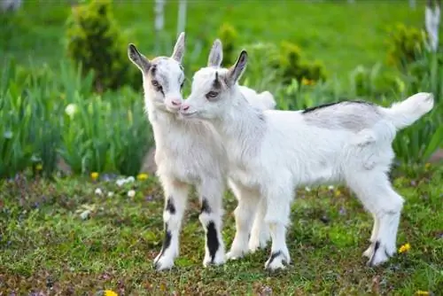 100+ Pangalan ng Kambing: Mga Ideya para sa Lively & Adventurous Goats