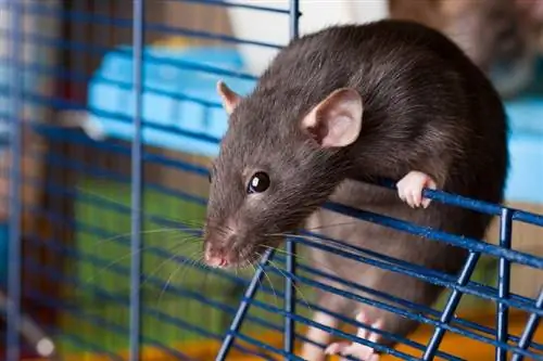 100+ rottenavn: Ideer for smarte & vennlige rotter