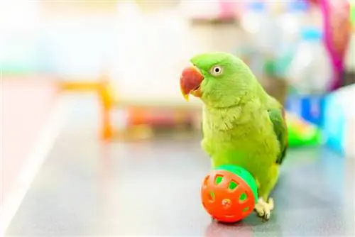 100+ imen za papagaje: Ideje za barvite & glasbenih papagajev