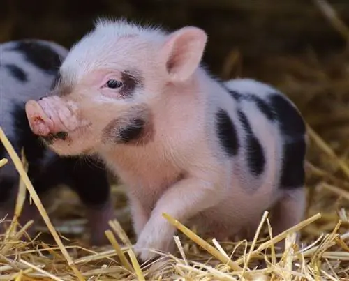 Oltre 100 nomi di maialini da compagnia: idee per maiali intelligenti & Hungry Pigs