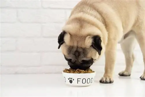Els 10 millors aliments per a gossos baixos en proteïnes el 2023: ressenyes & millors opcions